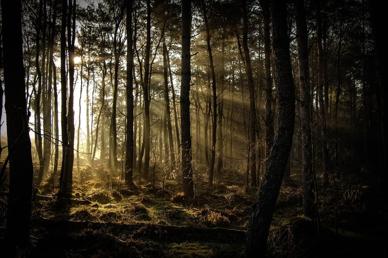 Untouched Wilderness