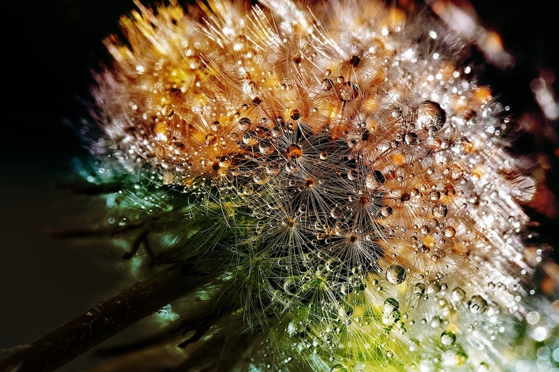 Dandelion in a serene location
