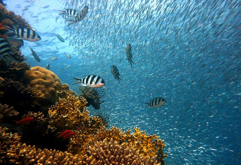 Underwater Diving
