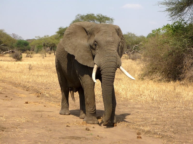 Safari Elephant